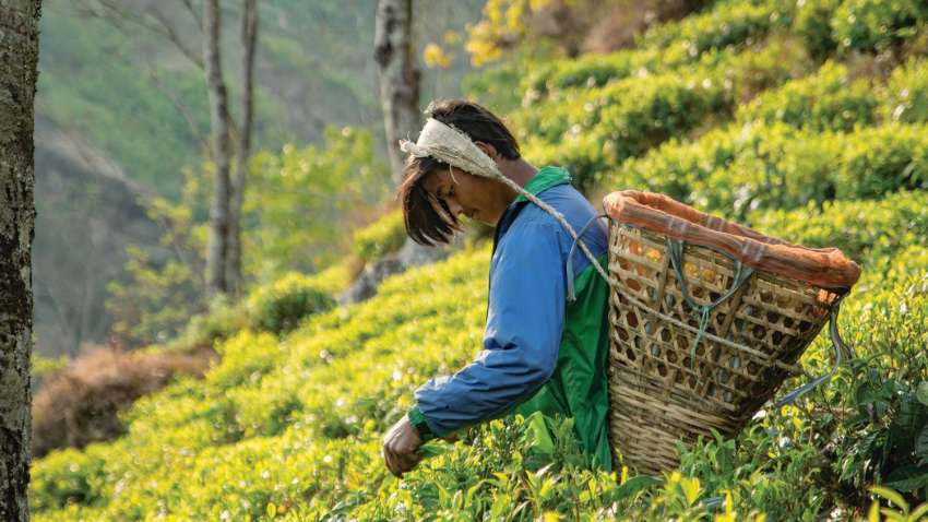 Unlocking Nepal's Tea Potential