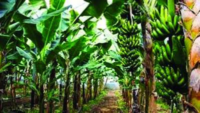 Banana Farming Booming in Tikapur