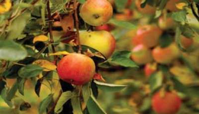 Manang Farmers Drawn Towards Apple Farming