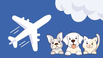 Flying with Pets: Things You Need to Know