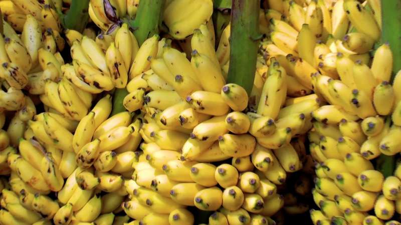 Govt Mulls Increasing Import Tax on Bananas