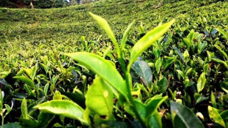 Export of Tea up by 174 Percent