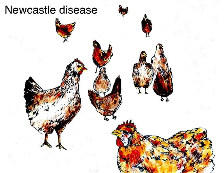 Poultry Farmers Downcast by Outbreak of Newcastle Disease 