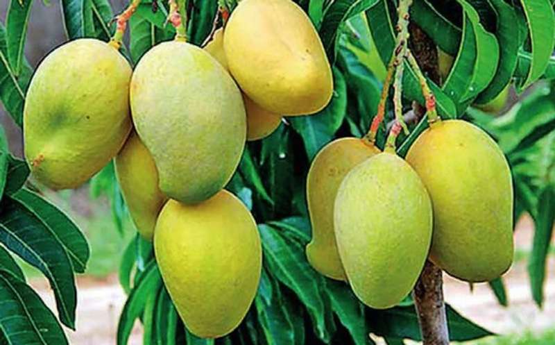 Mango Farmers Troubled by Market Disruption 