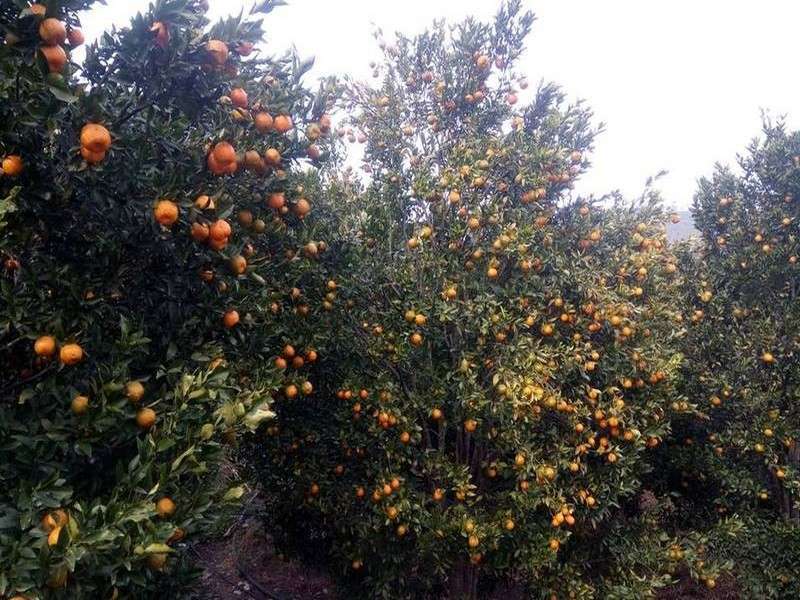 Wholesale Price of Oranges up by 53 Percent Compared to Last Year