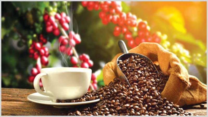 Insurance Board Introduces Insurance Policy for Coffee Farming