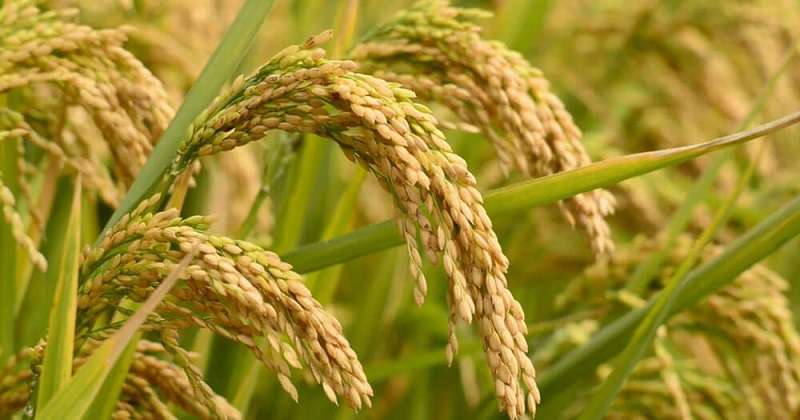 Production of Rice Declines 