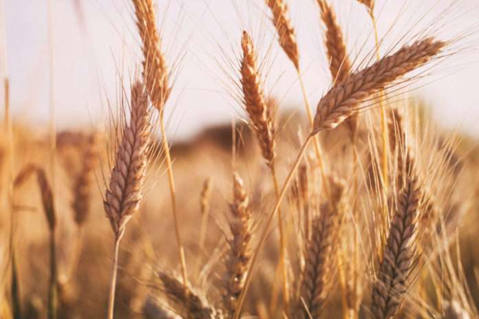 Price of Wheat Skyrocketing in International Market