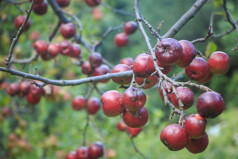 Apple Farming Shifting to Higher Elevation in Mustang