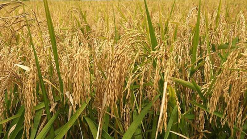 Production of Paddy, Millet Drops in Myagdi