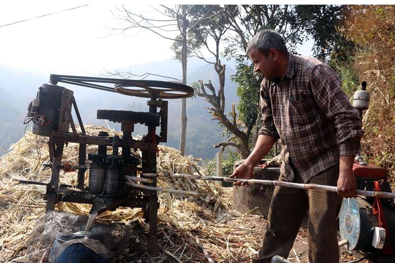 Sugarcane Production Declining in Nepal