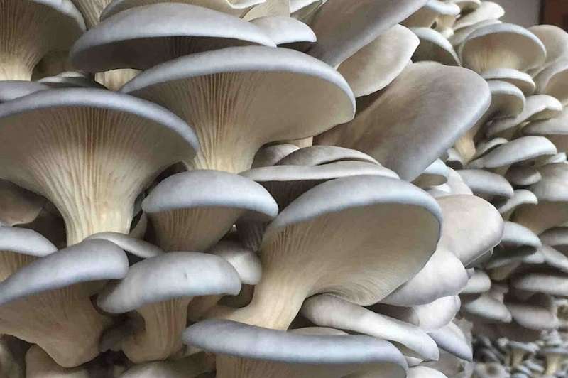 Nawalparasi Farmers Make Good Income from Mushroom Farming   