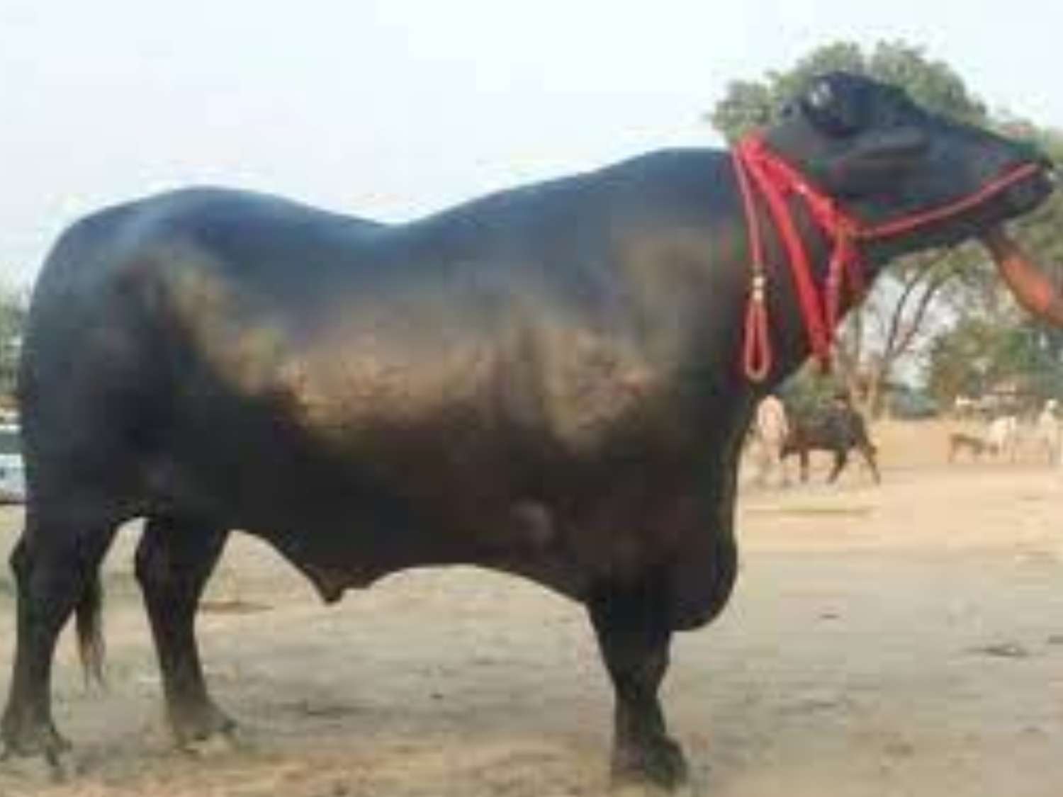  15 Murrah Buffalo Bulls from India to Be Used for Crossbreeding Programme  to Boost Milk Production