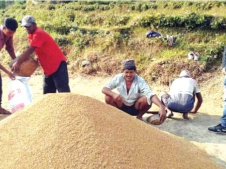 Paddy Production Tumbles in Gandaki Province 