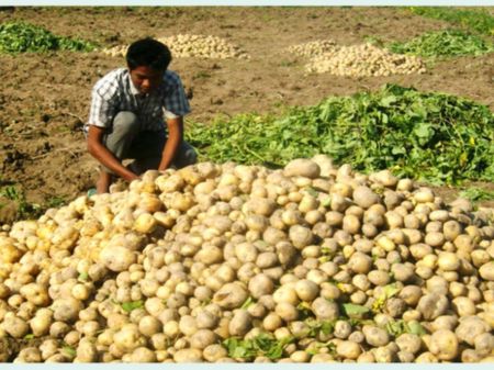 Farmers Into Collective Potato Farming 