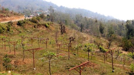 Locals Switch to Commercial Kiwi Farming in Shyamshila, Bhojpur
