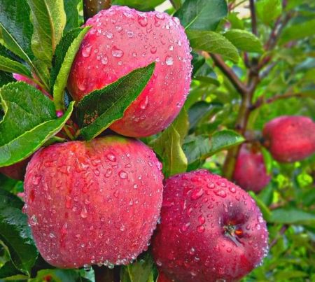 Farmers Start Picking Apples in Mustang
