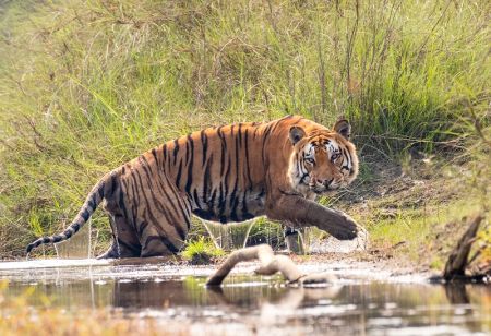 Number of Tourists up in Bardiya National Park