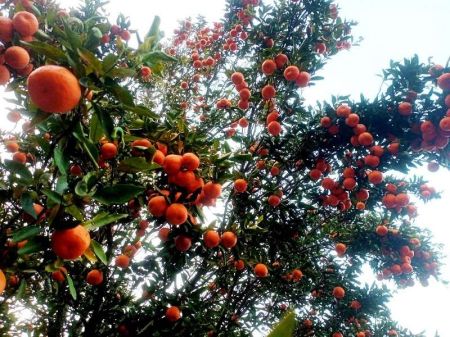 Orange Production Up in Solukhumbu, but Farmers Face Problems in Accessing the Market