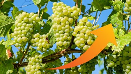 Import of Grapes Increasing due to Lack of Commercial Production in Nepal