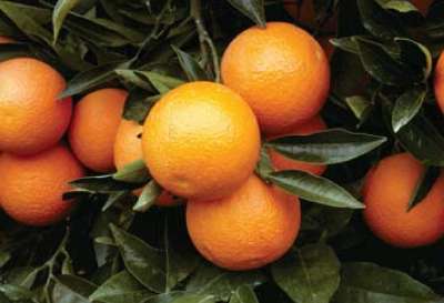 Oranges Worth Rs 290 Million Produced in Tanahu Last Year