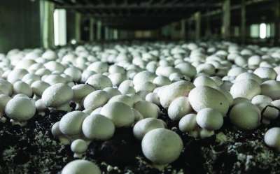 Mushroom Production Surges by 76% in Ten Years