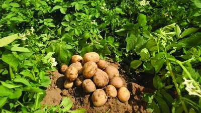 Production and Area of Cultivation of Potatoes Increasing in Nepal