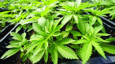 Government Forms Task Force to Study Feasibility of Marijuana Cultivation