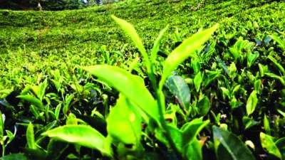 Tea Export Declines by Rs 383 Million