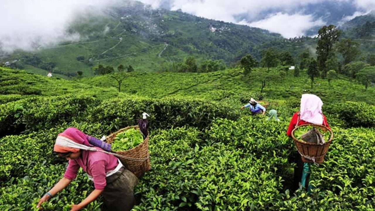 Lockdown Results in Huge Losses to Tea Estates 