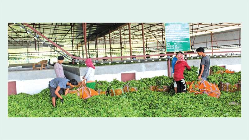 Farmers get Good Price for Tea Leaves this Year 