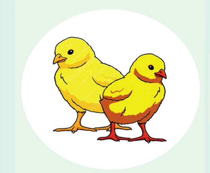 Hatcheries Struggling to Sell Chicks