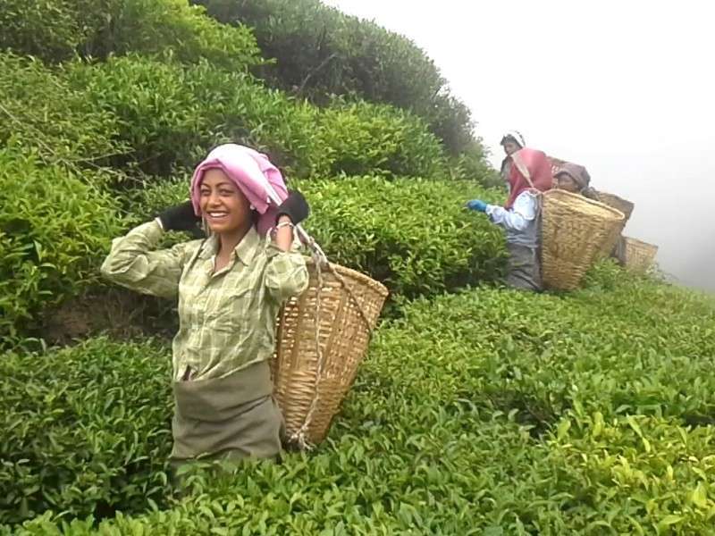 12 Companies get Permission to use Trademark for Nepalese Orthodox Tea