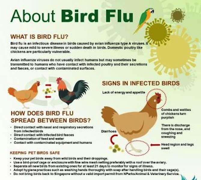 Government Sets Up Bird Flu Control Room
