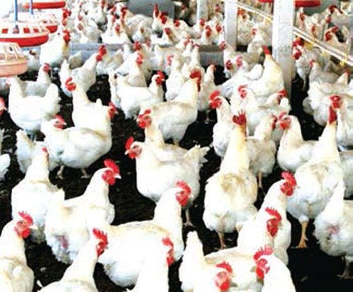 Poultry Industry Loses Rs 35 billion in a Year