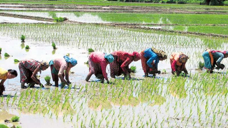 Farmers Start Paddy Plantation Amid Covid-19 Pandemic