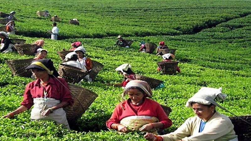 Government Hikes Wages of Tea Estate Farmers Marginally