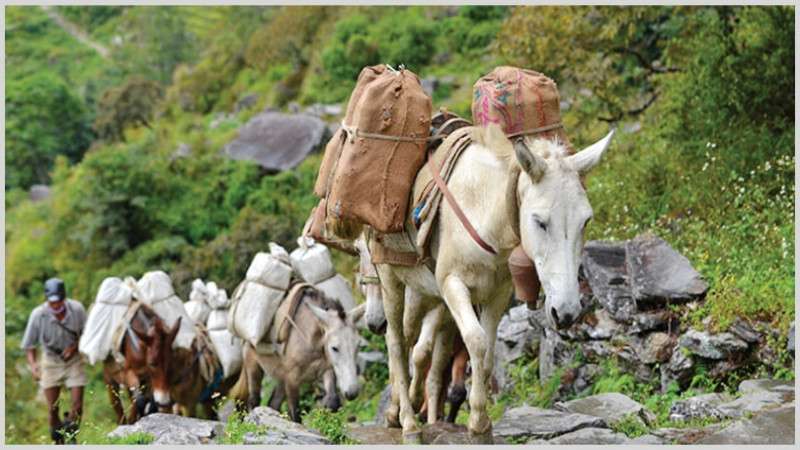 Mules Used for Transporting Food to Upper Manang   