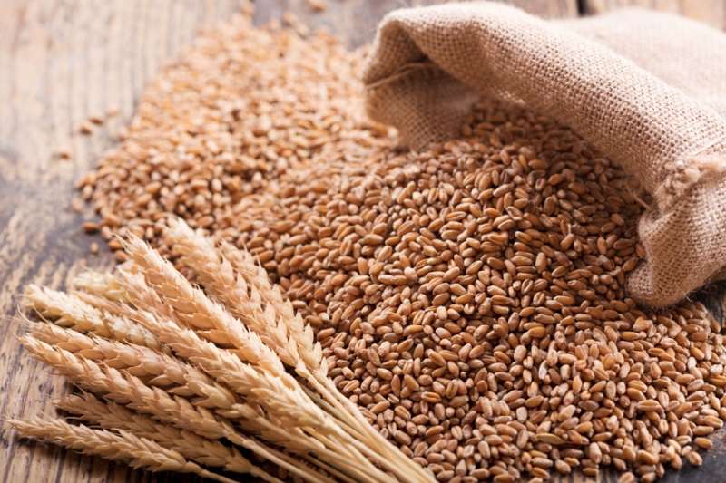 Salt Trading Corporation Producing 1000 Metric Tons of Wheat Seeds Annually