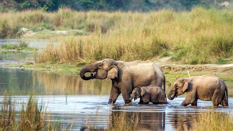 Tourism Activities Reopen in Chitwan National Park   