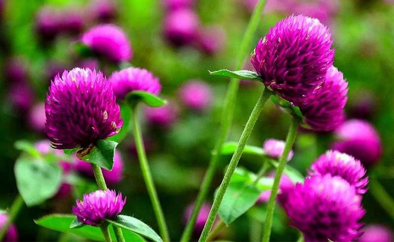 Globe Amaranth Garland to Cost up to Rs 100 during Upcoming Tihar
