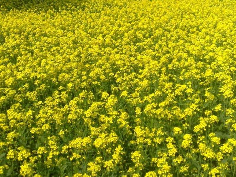 Mustard Production Increasing in Chitwan District