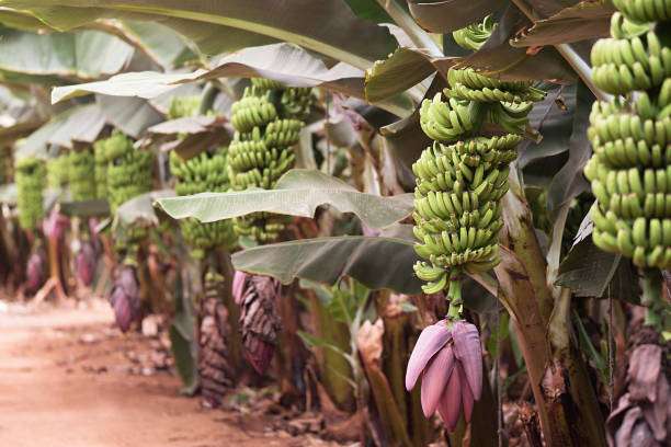 Banana Farming affected due to Lack of Fertilizers