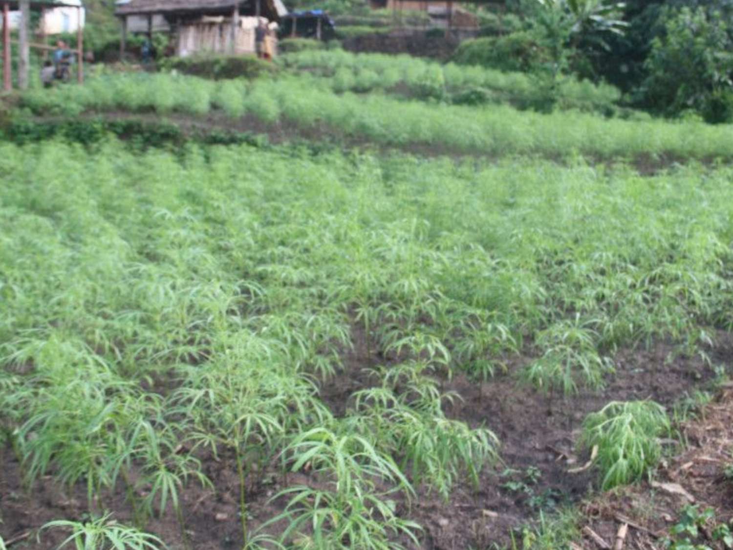 Marijuana Farming Has Great Potential in Terms of Making Money in Nepal 