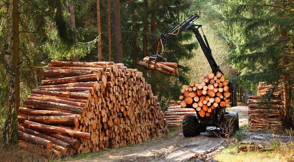 Nepal Importing Timber worth Millions due to Policy Hurdles
