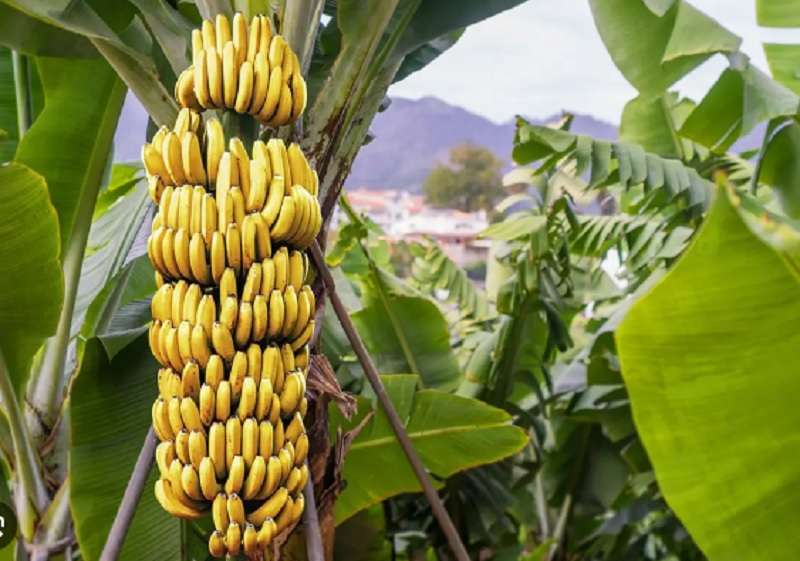 Windstorm Destroys Bananas Worth Rs 50 Million in Chitwan