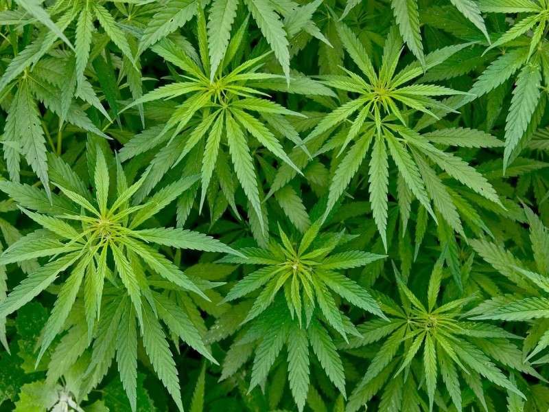 Govt to Conduct Feasibility Study for Cannabis Farming