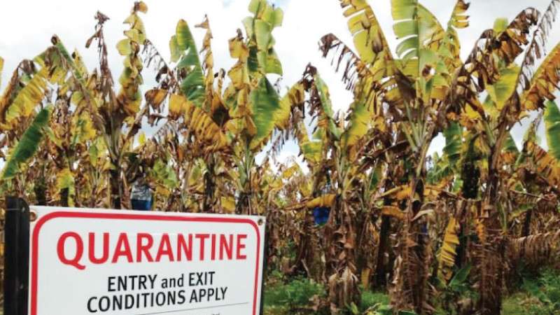 Infection of Panama Disease Risks Banana Farming in Nepal