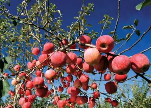 Jumla Exports Over 21,000 Metric Tonnes of Apples   