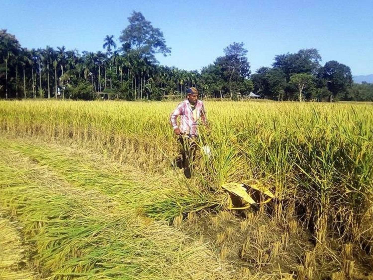  Rice Production Declines in Sarlahi